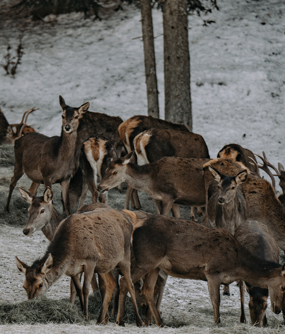 Rotwildfütterung im Winter 